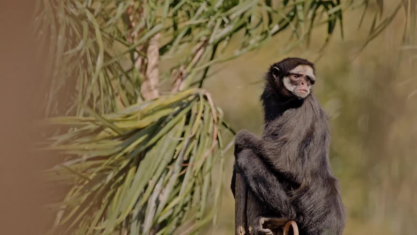Monkey with black fur on a tree branch