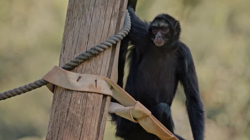 The monkey is climbing over the post