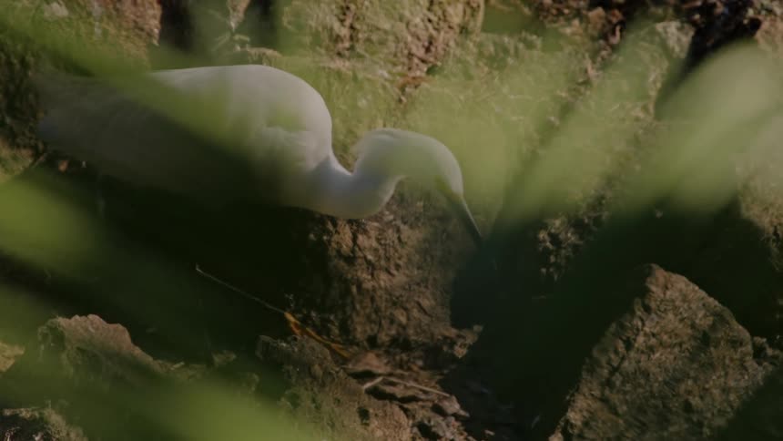 A white egret walks cautiously among rocks in a natural shaded setting