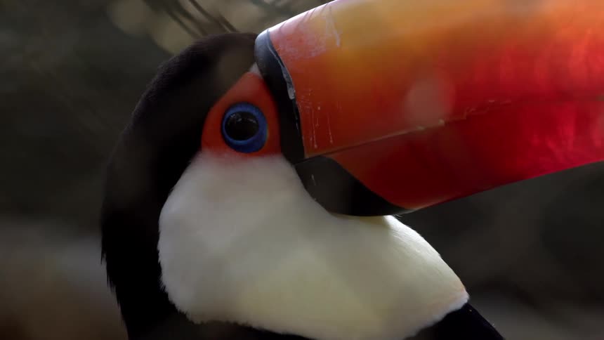 Closeup of a toucans face and beak