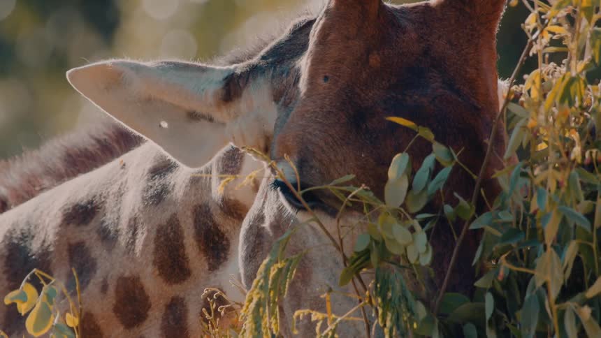 The head of a giraffe that is feeding on small green leaves of a plant on a sunny day