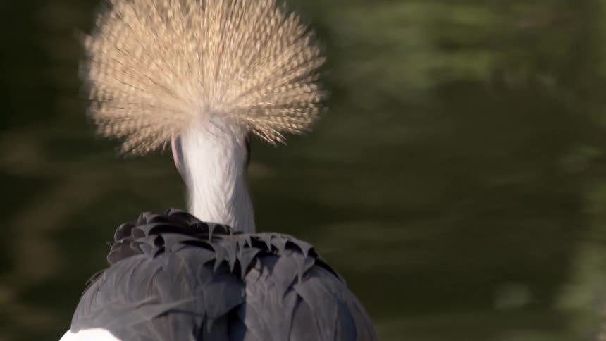 Two goldencrowned birds with black white and grey plumage near the water