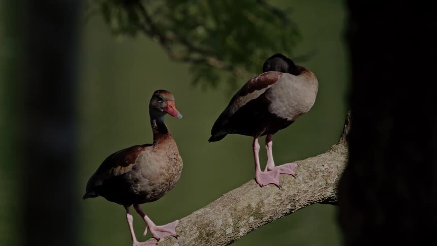 Two birds on a branch of a tree