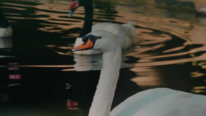 Geese swimming in a pond are creating the only waves in it