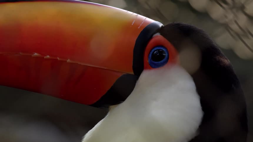 The toucan is blinking its eye