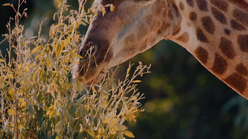 Close up of a giraffe eating leaves off a tree outdoors