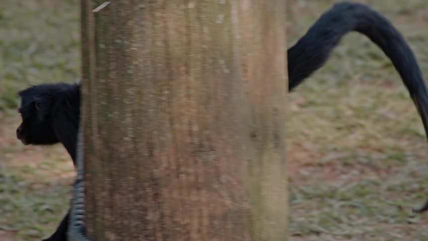 A small monkey is crawling around trees in the jungle