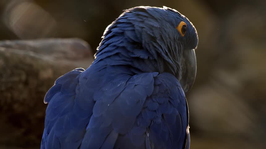Close up of a blue parrot perched outdoors during daytime