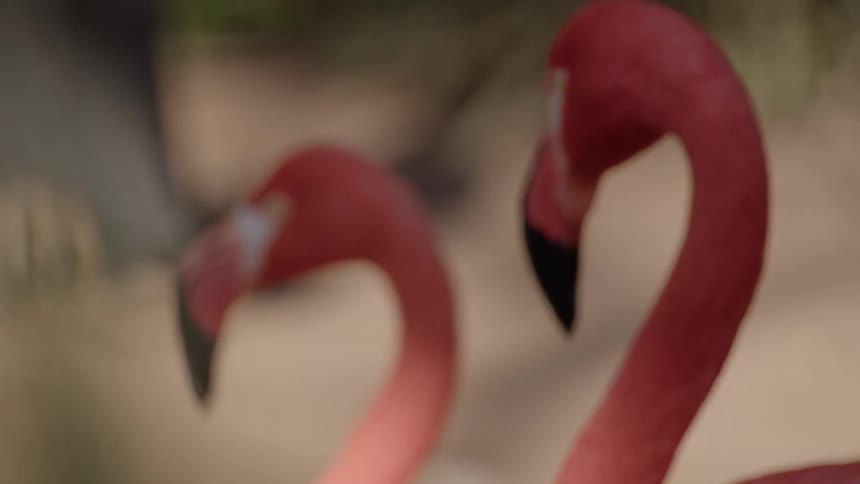 Two flamingos with vibrant pink feathers and curved necks stand side by side