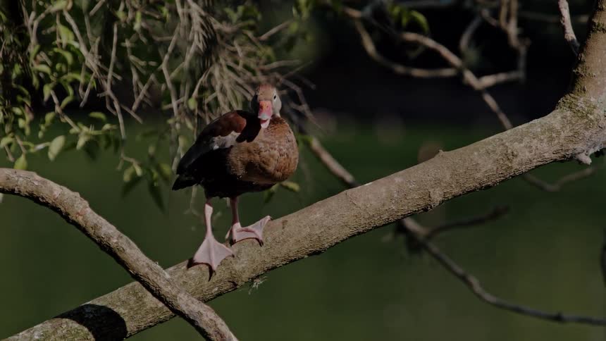 Bird walking between branches of a tree