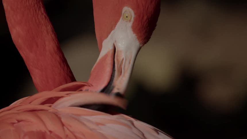 A closeup shot shows a vibrant pink flamingo with a long curved neck using its beak to preen and groom its feathers against a dark background