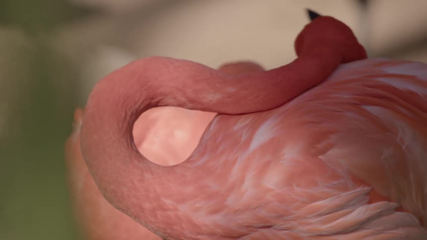The pink flamingo is rubbing its head