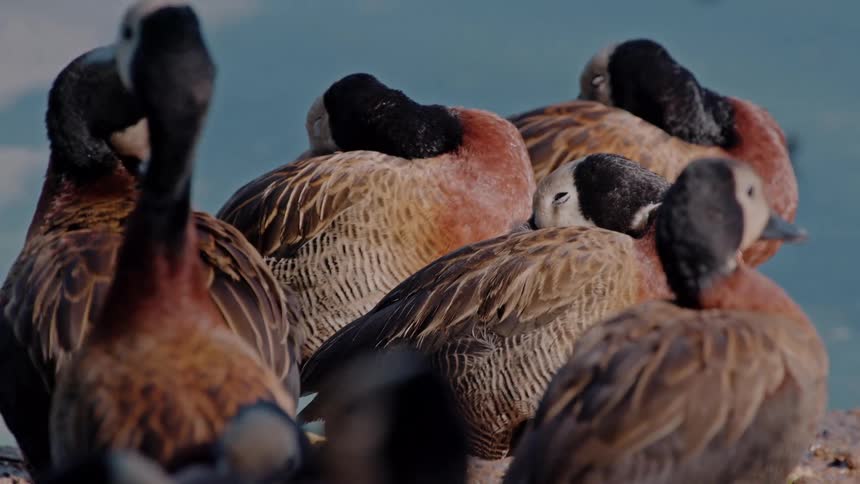 A group of ducks sitting together one is preening feathers and one duck flies away