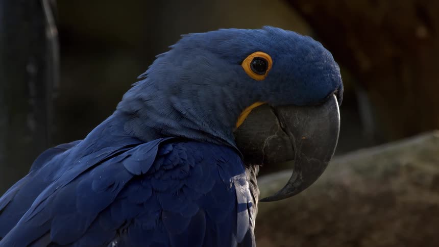 Side closeup of a blue macaw