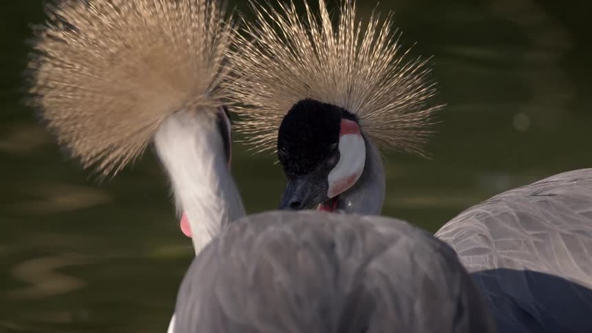 Two grey crowned cranes stand facing each other their elaborate golden crowns flared and their beaks gently touching