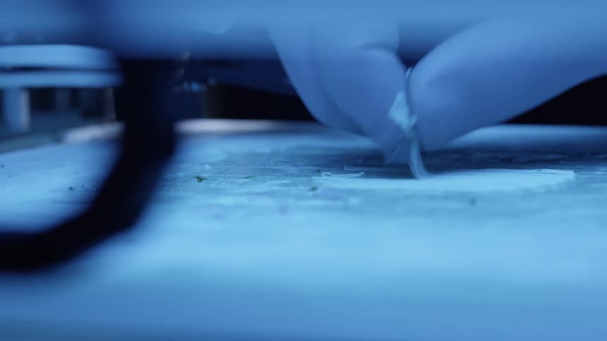 Hand wearing a glove and removing white hairs from a surface