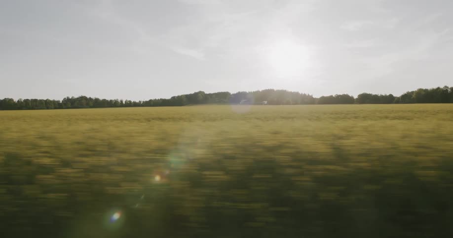 Golden field stretches under the bright sun captured from a moving vehicle