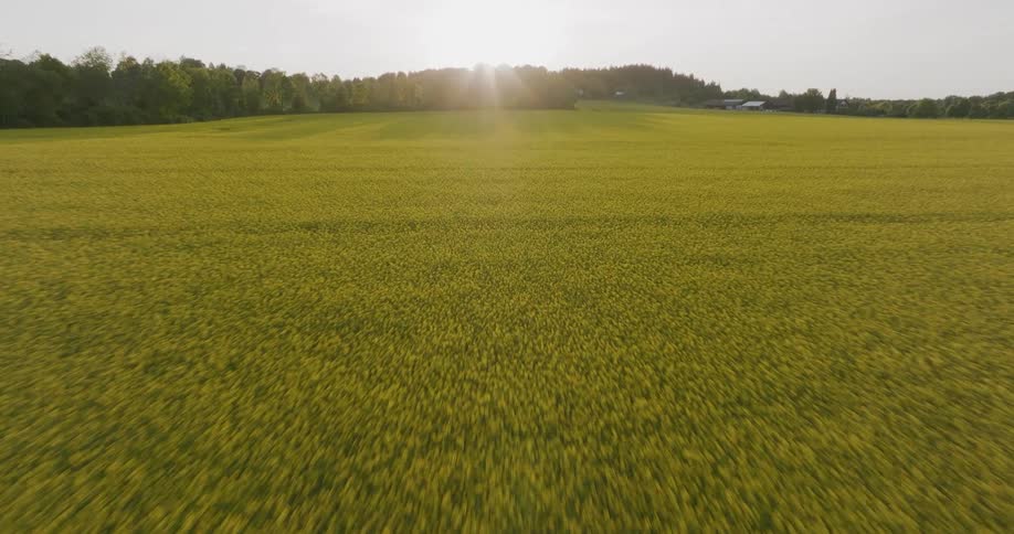 Golden fields stretch to the horizon beneath a setting sun with trees and hills in the distance