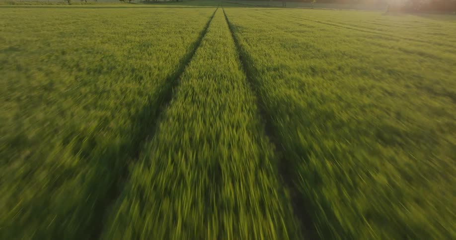 Tire tracks run through a lush green field under soft sunset light