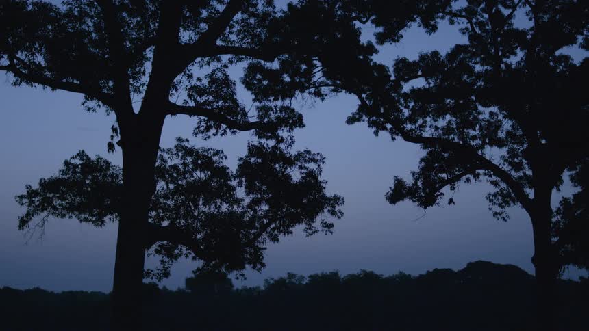 Trees stand tall in a field at night