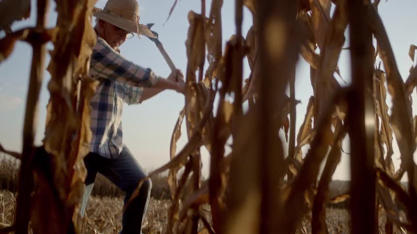 Male farmer cuts down maize crops in a plantation with a bladed tool during daytime