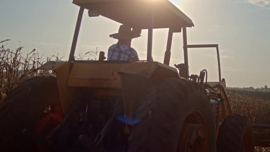 A man in a straw hat and plaid shirt is seen operating a yellow tractor in a field of tall dry plants with sunlight shining brightly