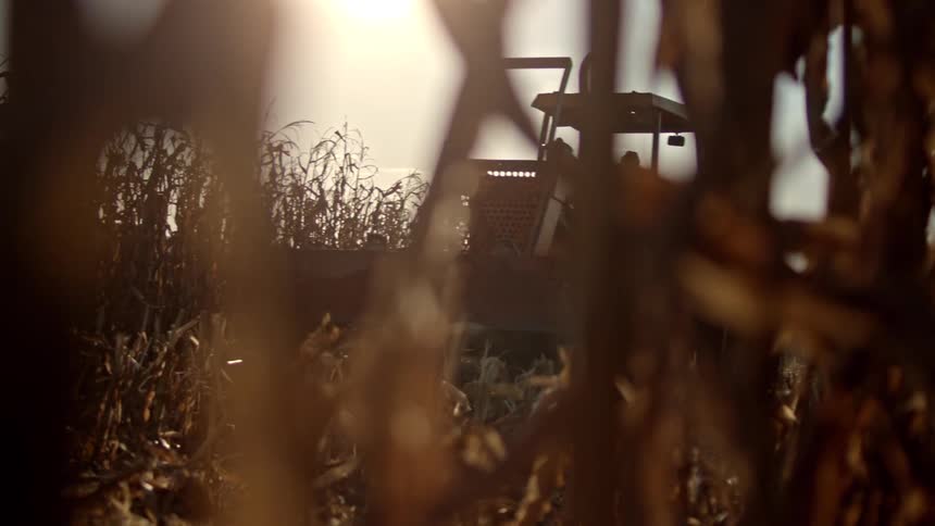A farmer drives a tractor over a cornfield during the day