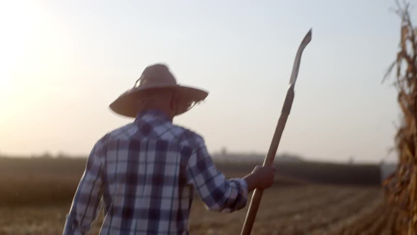 A man wearing a plaid shirt and a straw hat stands in a harvested field holding a tool as the sun sets