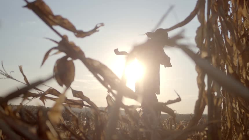 A man is cutting the crops on the field