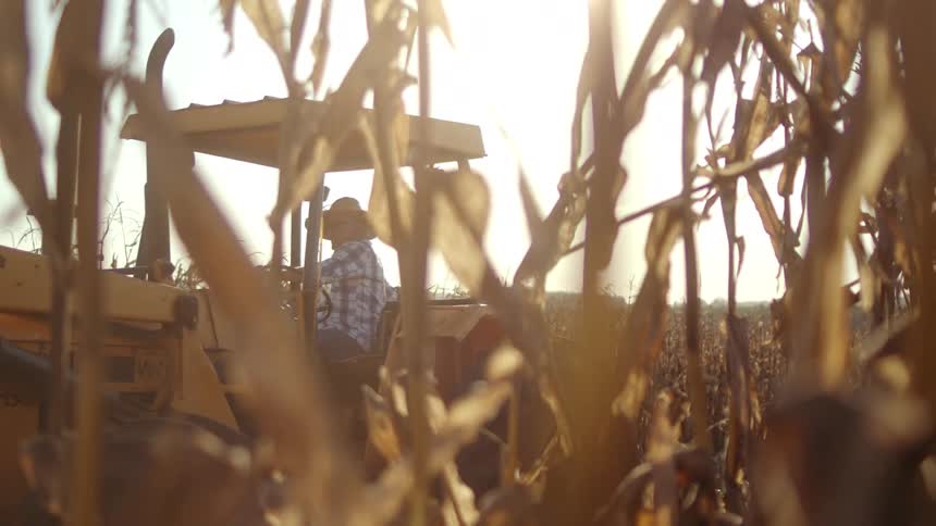A man in a straw hat and plaid shirt is seen operating a yellow tractor in a field of tall dry plants with sunlight shining brightly