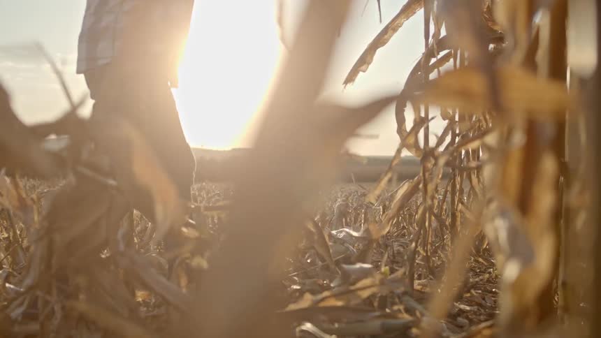 The farmer cuts the crops with a tool