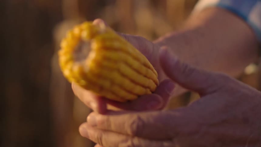 The man is removing the husk and examining the corn