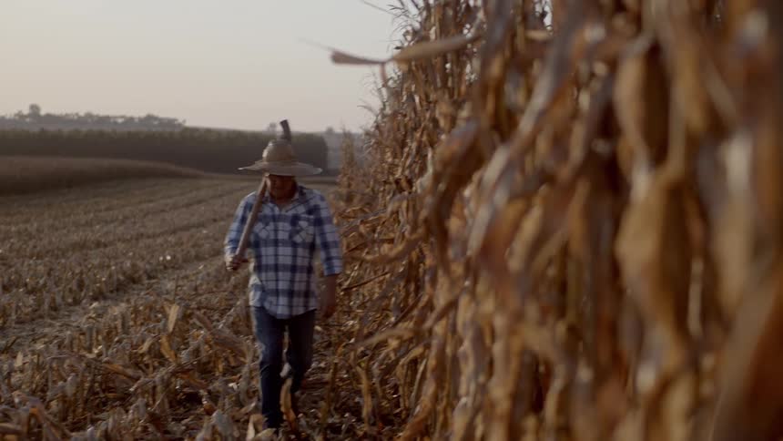 A farmer walks through a harvested cornfield at sunset with a tool in hand