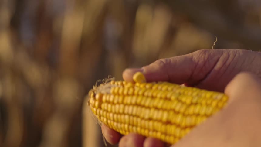 The farmer pushes the kernels off the ear of corn