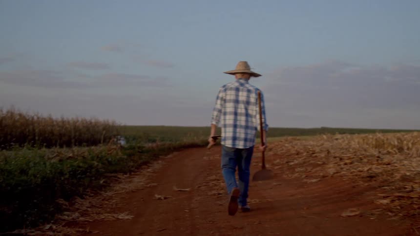 Male farmer carries farm tools while walking along a path in a plantation during daytime