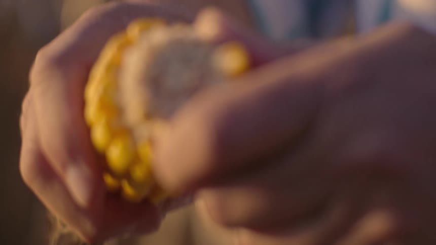 Close up of a male farmer breaking corn kernels off its cob outdoors during daytime