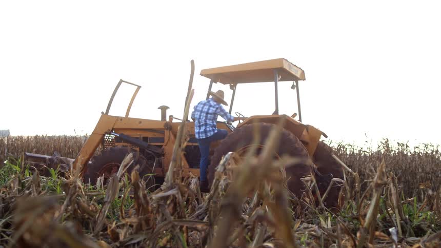 A farmer wearing a sun hat gets into a tractor parked in a cornfield at midday