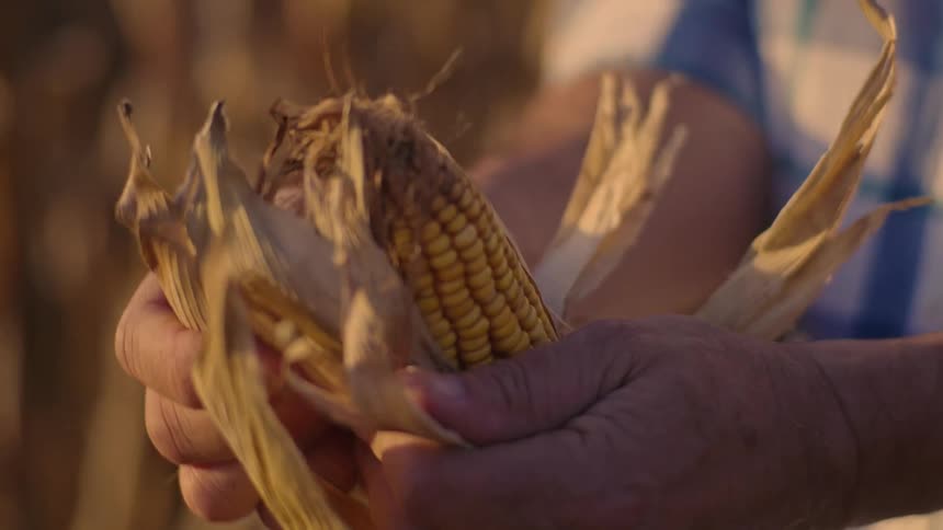 Hands peeling corn in a field at sunset