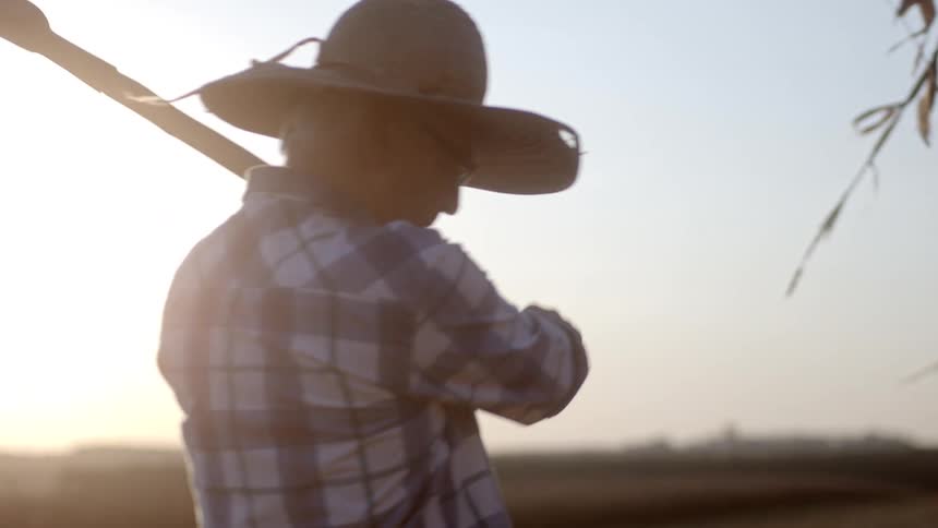 Farmer cuts down a plant in a farm with a bladed tool during daytime