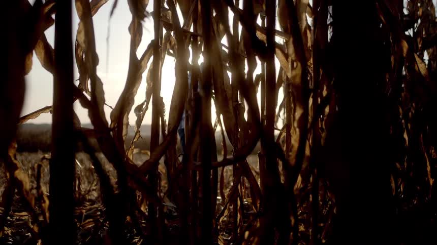 Silhouette of a person carpentering an agricultural area with dry cornfields