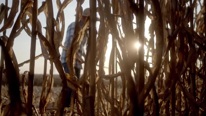 A man wearing a plaid shirt and a straw hat stands in a harvested field using a tool as the sun sets