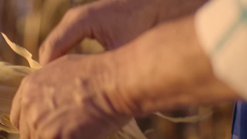 The farmer removes the husk from corn