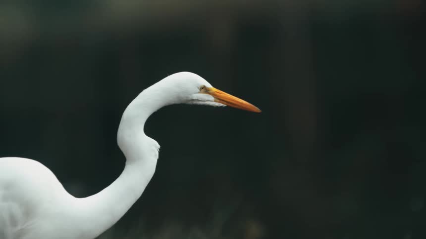 The white bird walks by the pond
