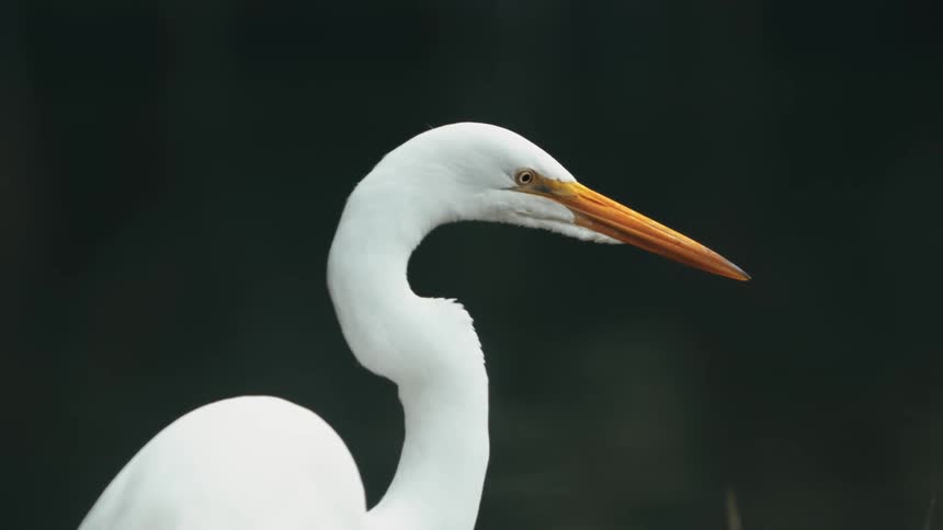 White bird with a long orange beak on the edge of a lake