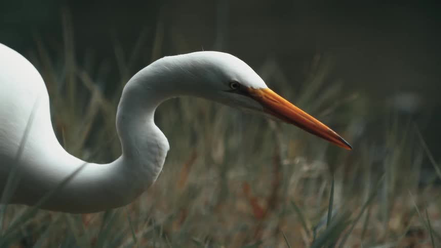 The white bird lowers its beak