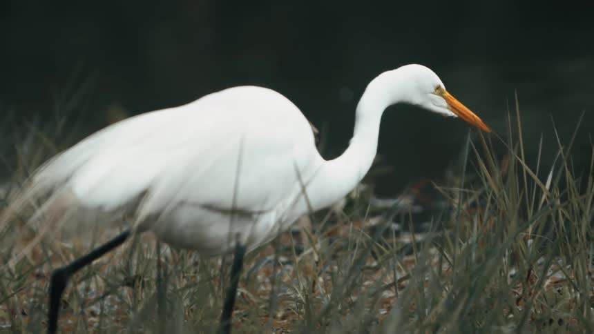 A white egret stands in tall grass near a water body appearing to search for prey