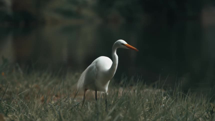 A great egret walking on grass at sunrise