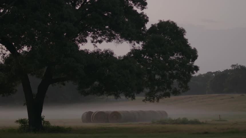 Rolls of hay under a tree in a misty field