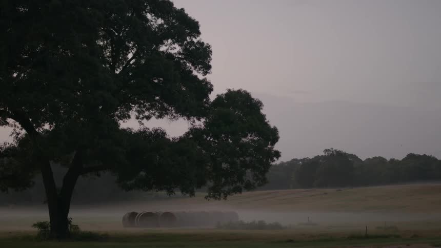 A field has a large tree at dawn