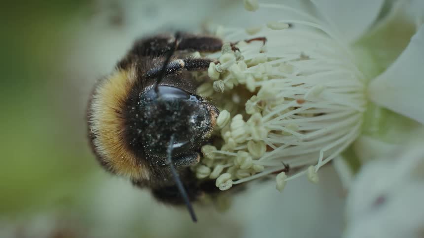 Extreme close up white tailed bumble bee on blackberry flower